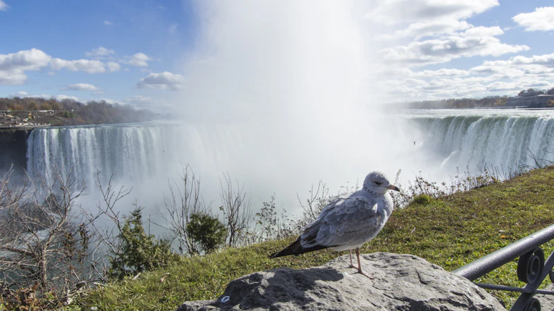 Best Pet-Friendly Cafes in Niagara Falls Where Your Dog Is as Welcome as You