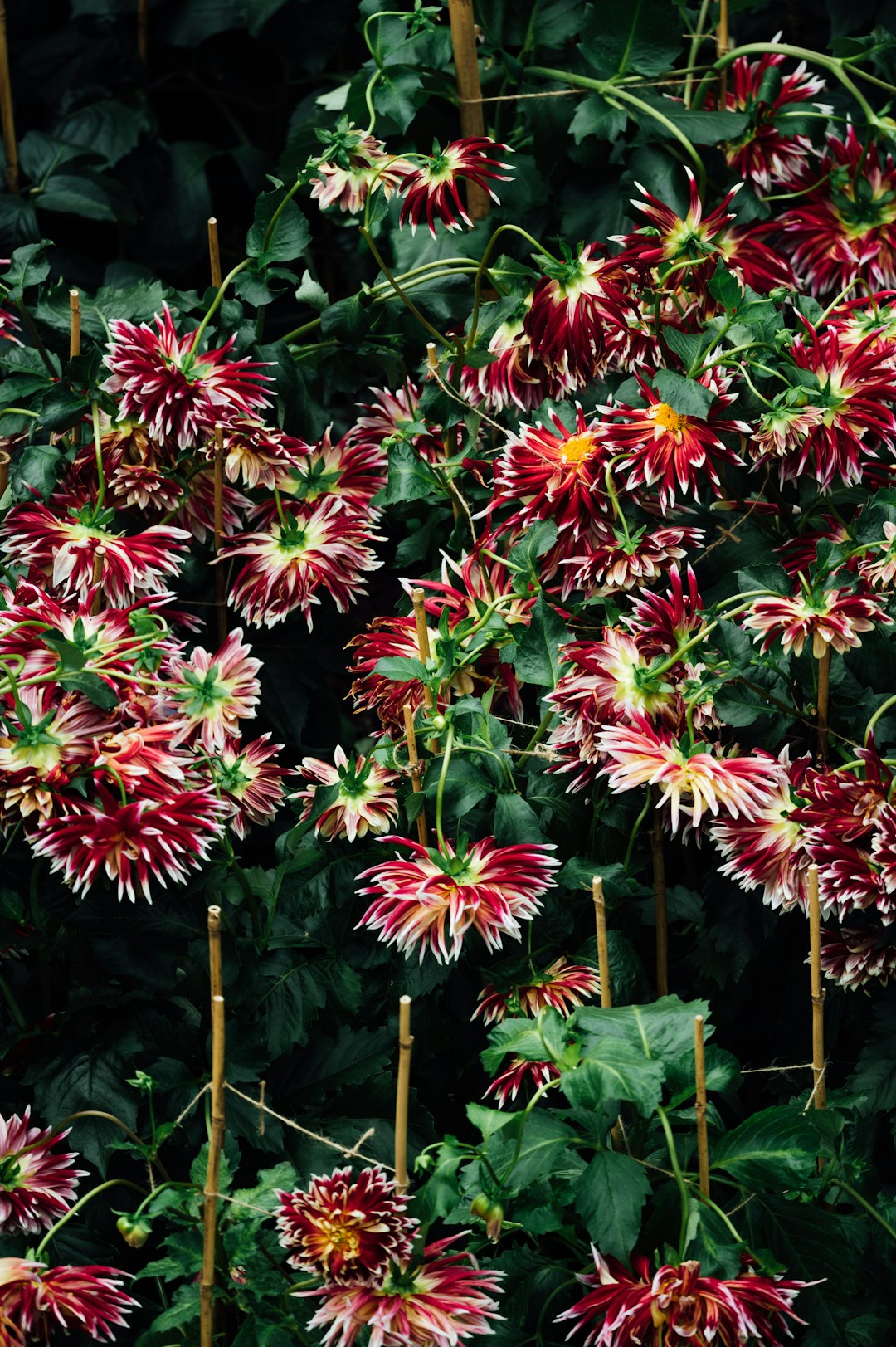 pink and yellow flowers in tilt shift lens