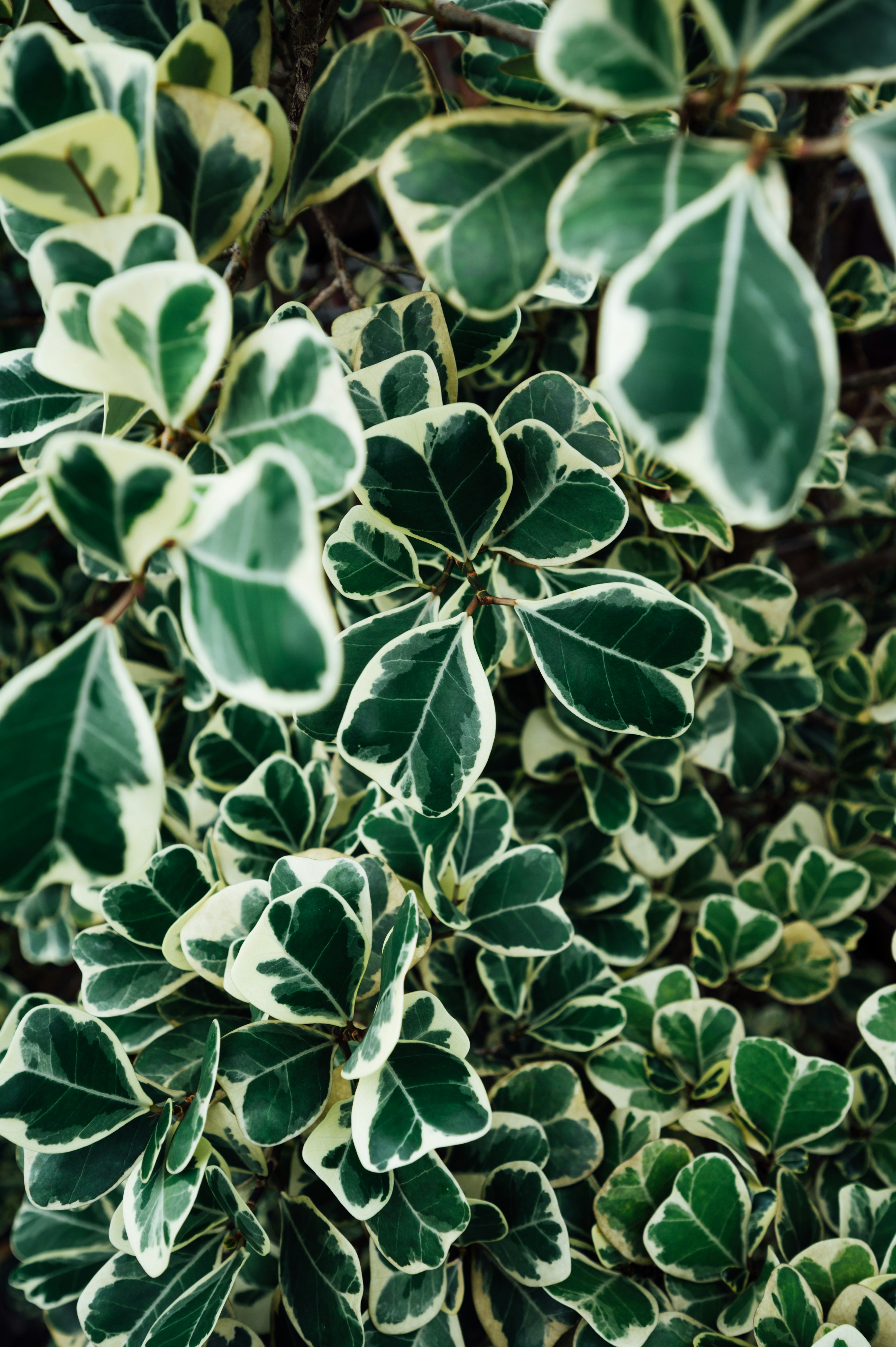 Photo by chuttersnap