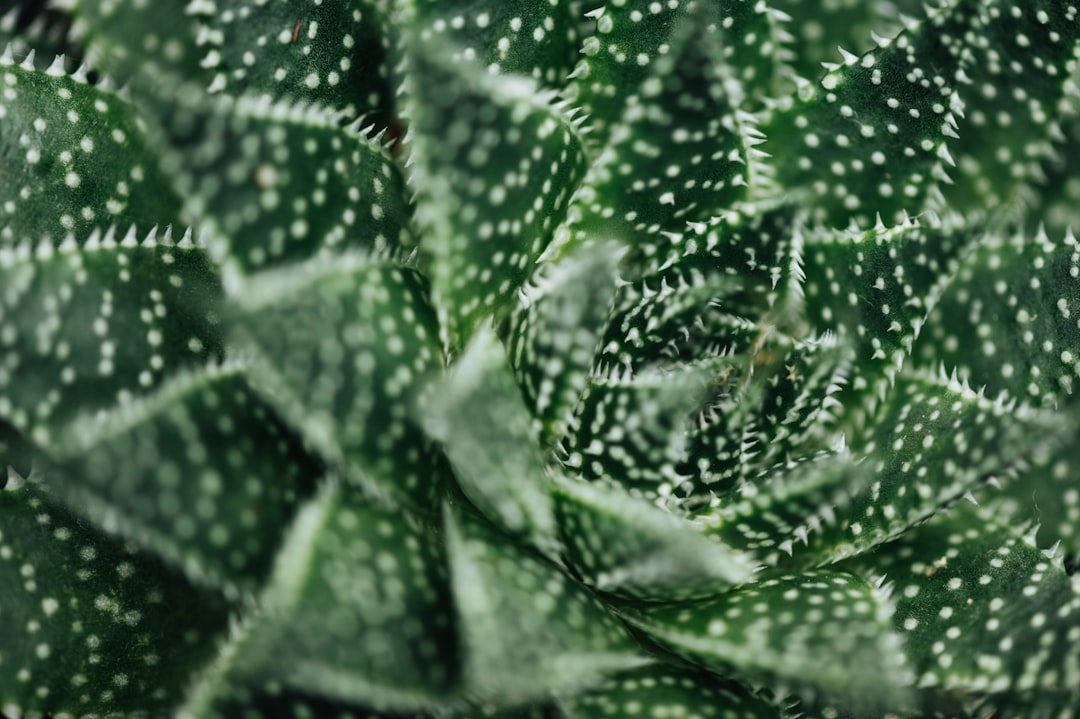 green and white leaf plant