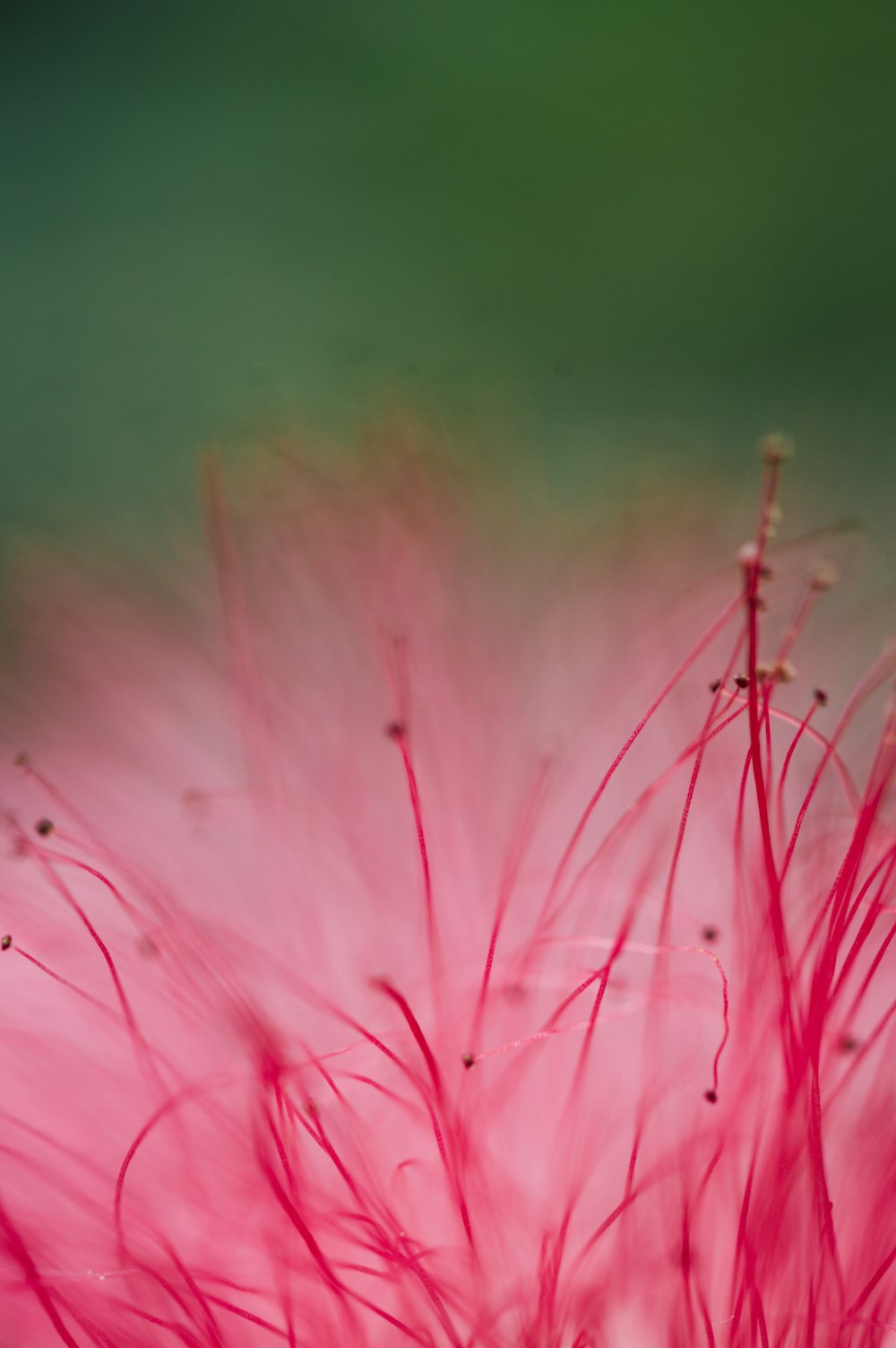 pink dandelion in close up photography