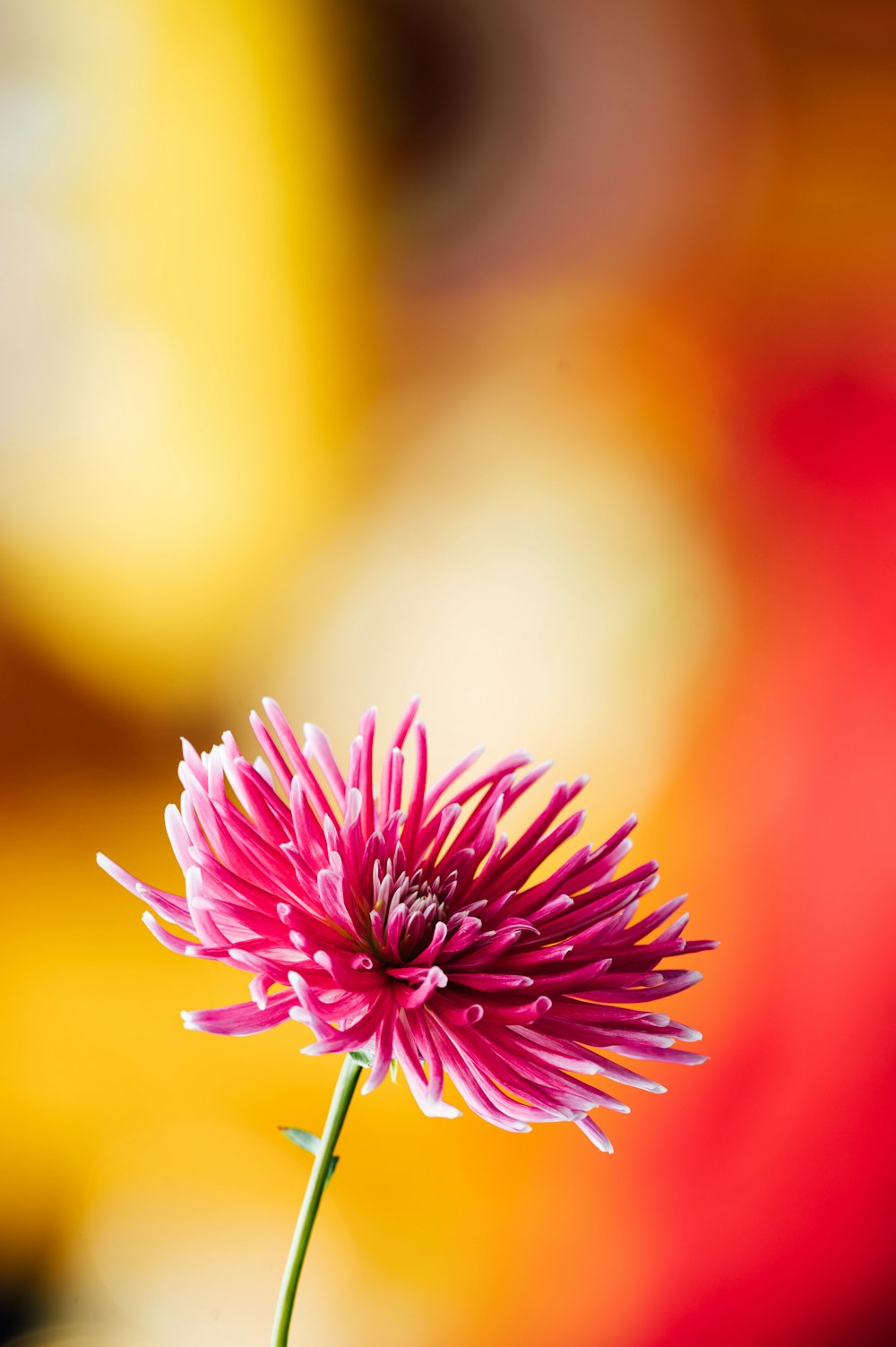 purple flower in tilt shift lens