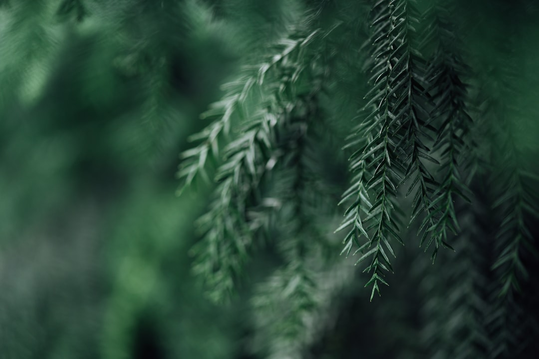 green pine tree in close up photography