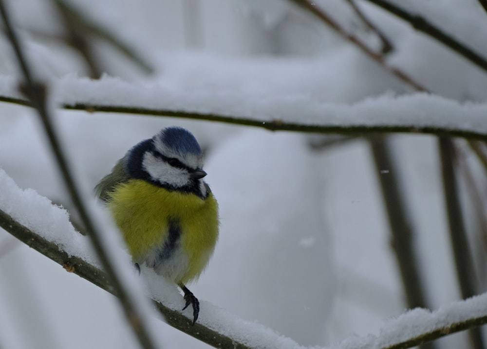 gelber weißer und blauer Vogel auf Ast