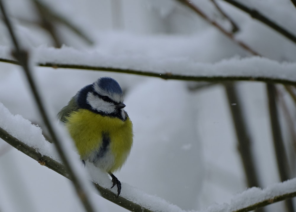 yellow white and blue bird on tree branch