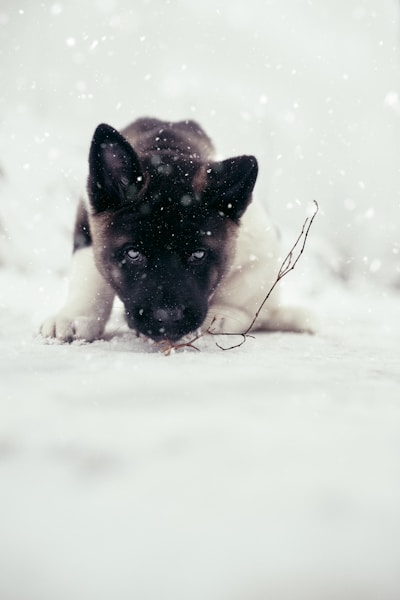 Best Large Breed Puppy Food UK: Controlled Growth Formulas