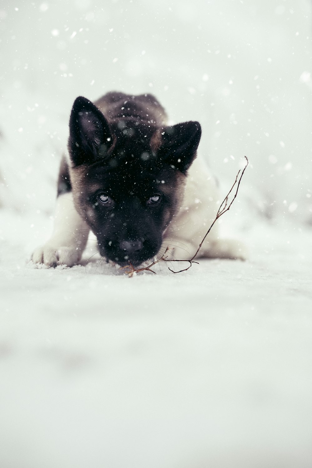 brown and black german shepherd puppy lying on snow covered ground during daytime