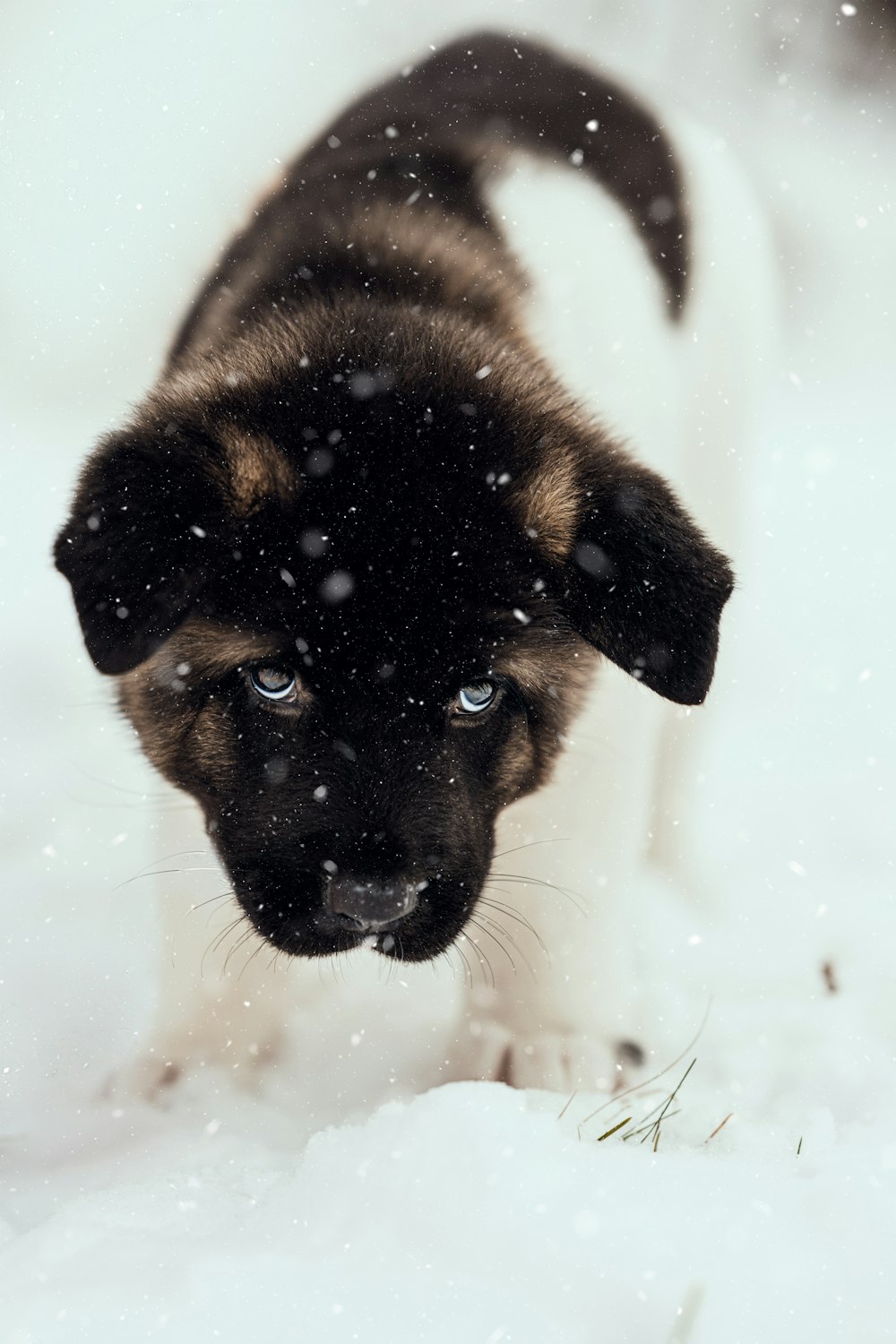 日中の雪に覆われた地面の黒と黄褐色のジャーマンシェパードの子犬