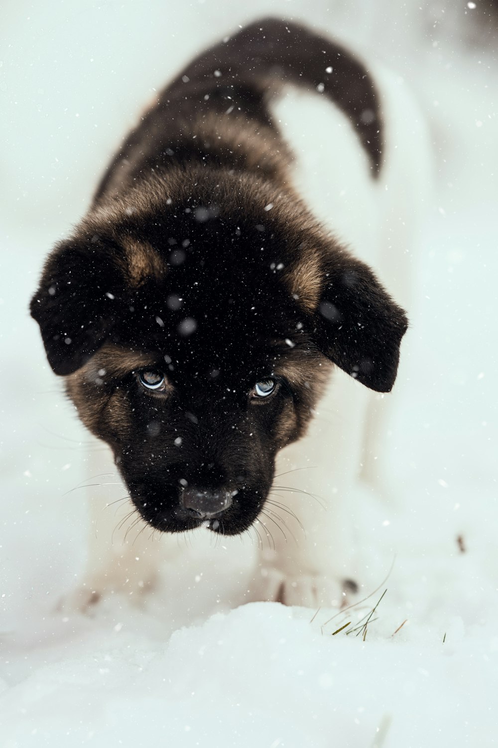 filhote de cachorro pastor alemão preto e bronzeado no chão coberto de neve durante o dia