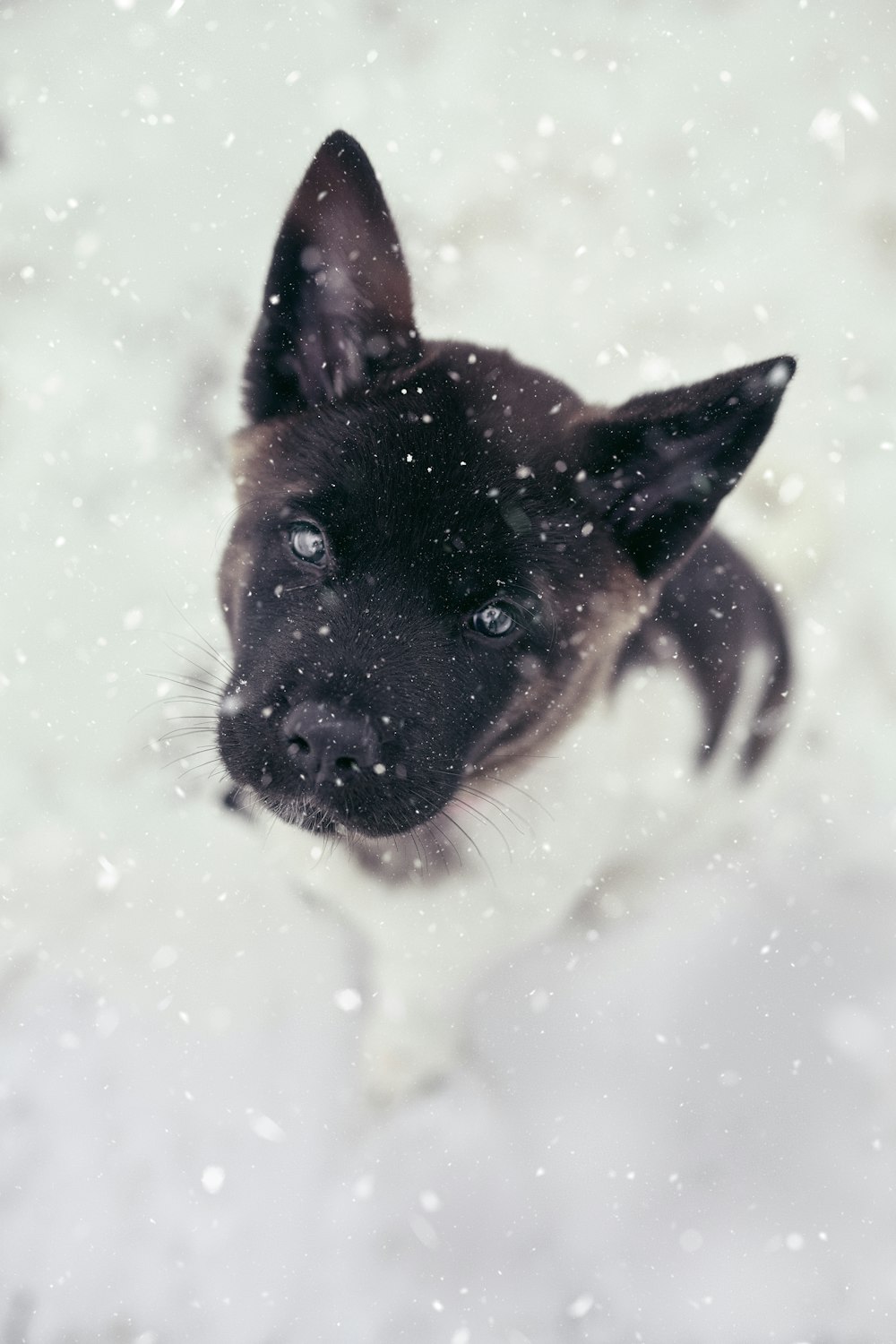 chiot berger allemand noir et feu