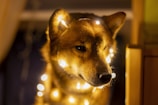 brown short coated dog with yellow string lights
