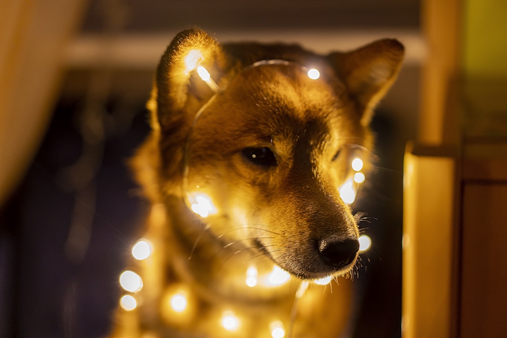 brown short coated dog with yellow string lights