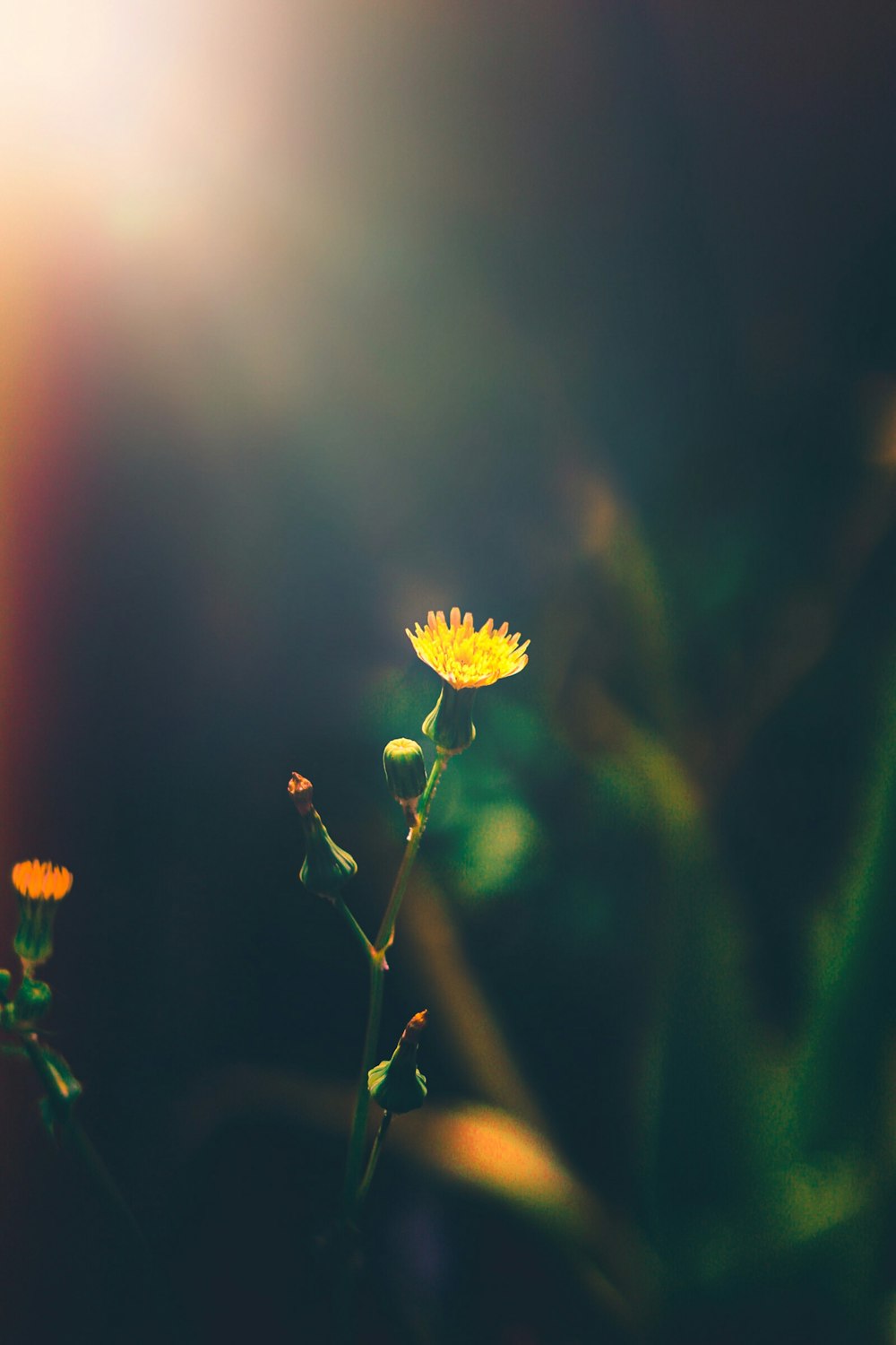 yellow flower in tilt shift lens