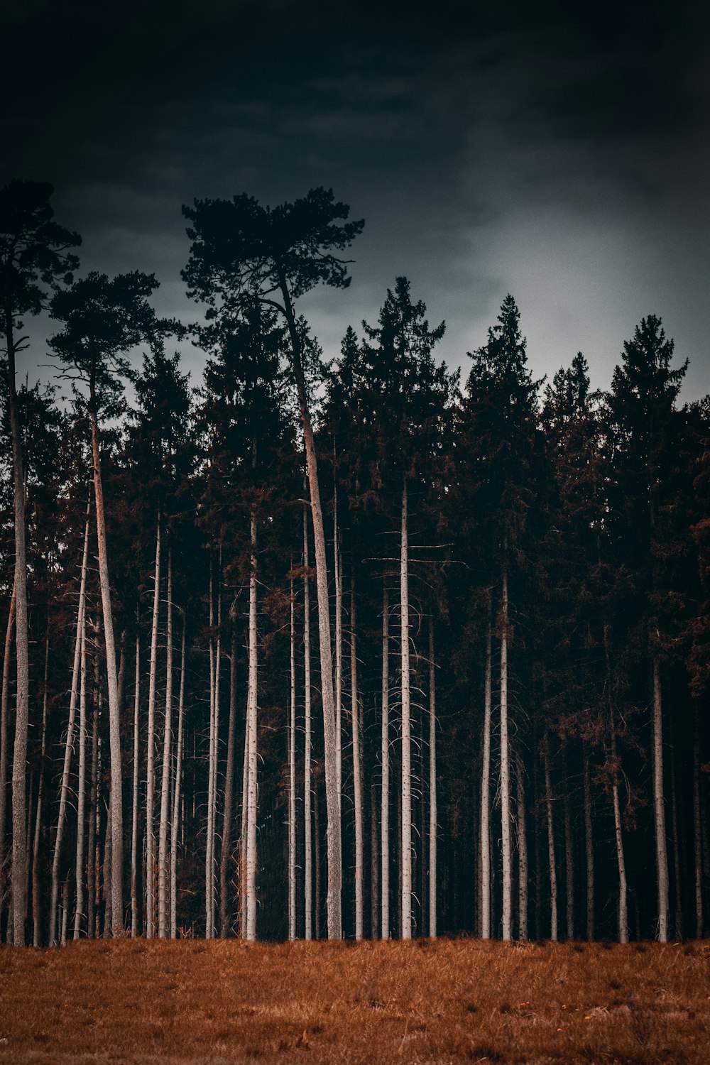 silhouette of trees under dark sky