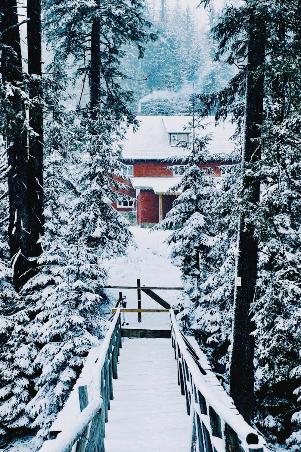 snow covered trees and house during daytime