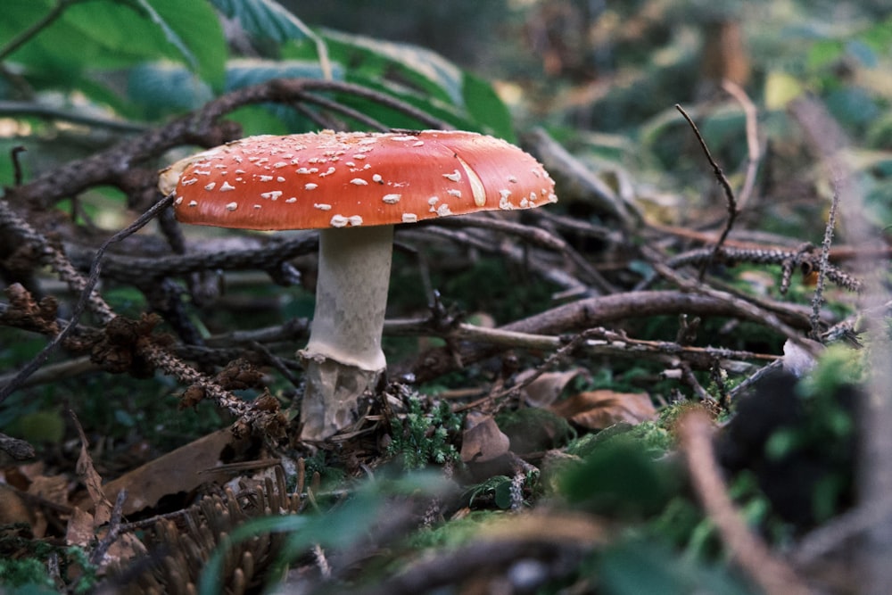 red and white mushroom on ground