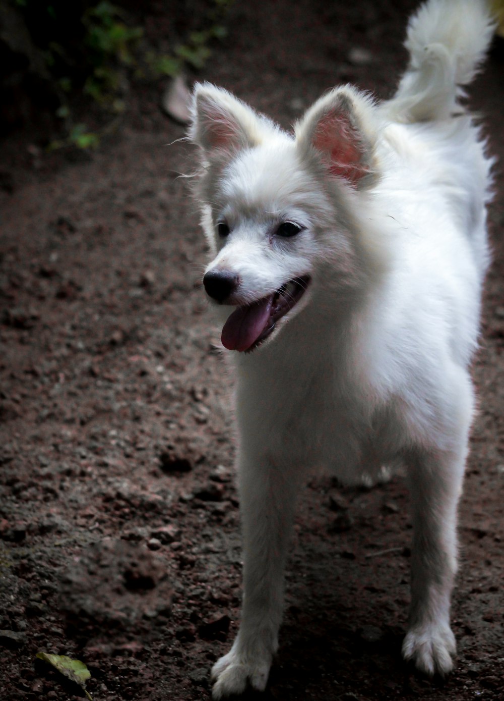 perro blanco de pelo largo sobre suelo marrón