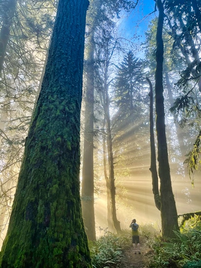 Tall trees covered in moss line a forest pathway, where sunlight filters through the branches, creating striking rays of light. A person stands on the path, capturing the serene scene with a camera.