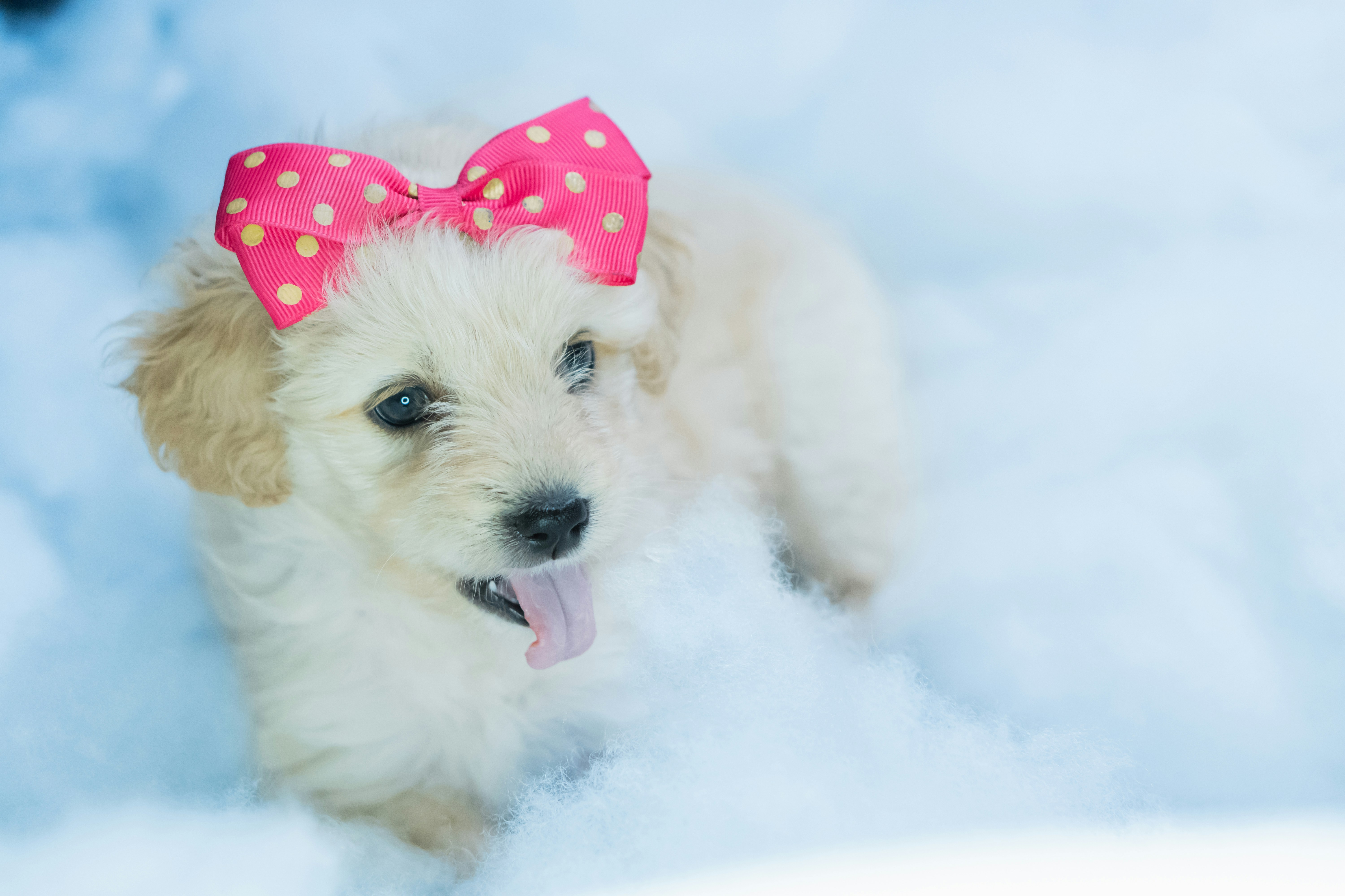 White long coated small dog with red and white polka dot bowtie on snow