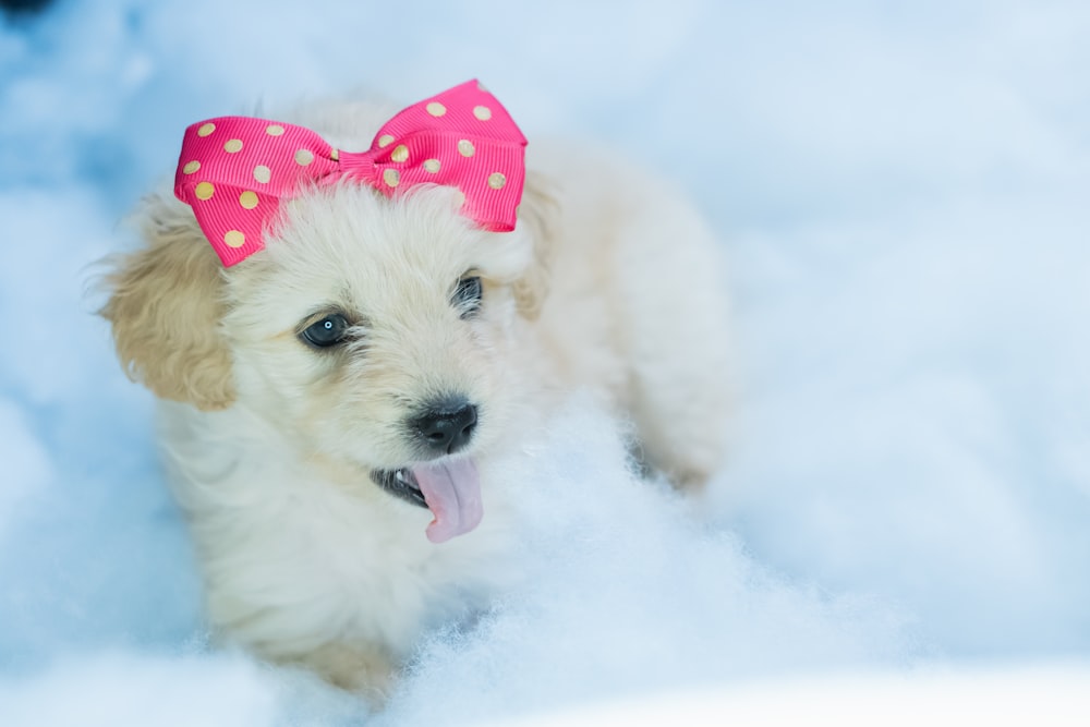 white long coated small dog with red and white polka dot bowtie on snow covered ground