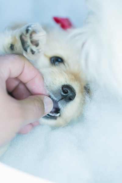Dog Paw Care: Moisturising, Protection and Seasonal Tips