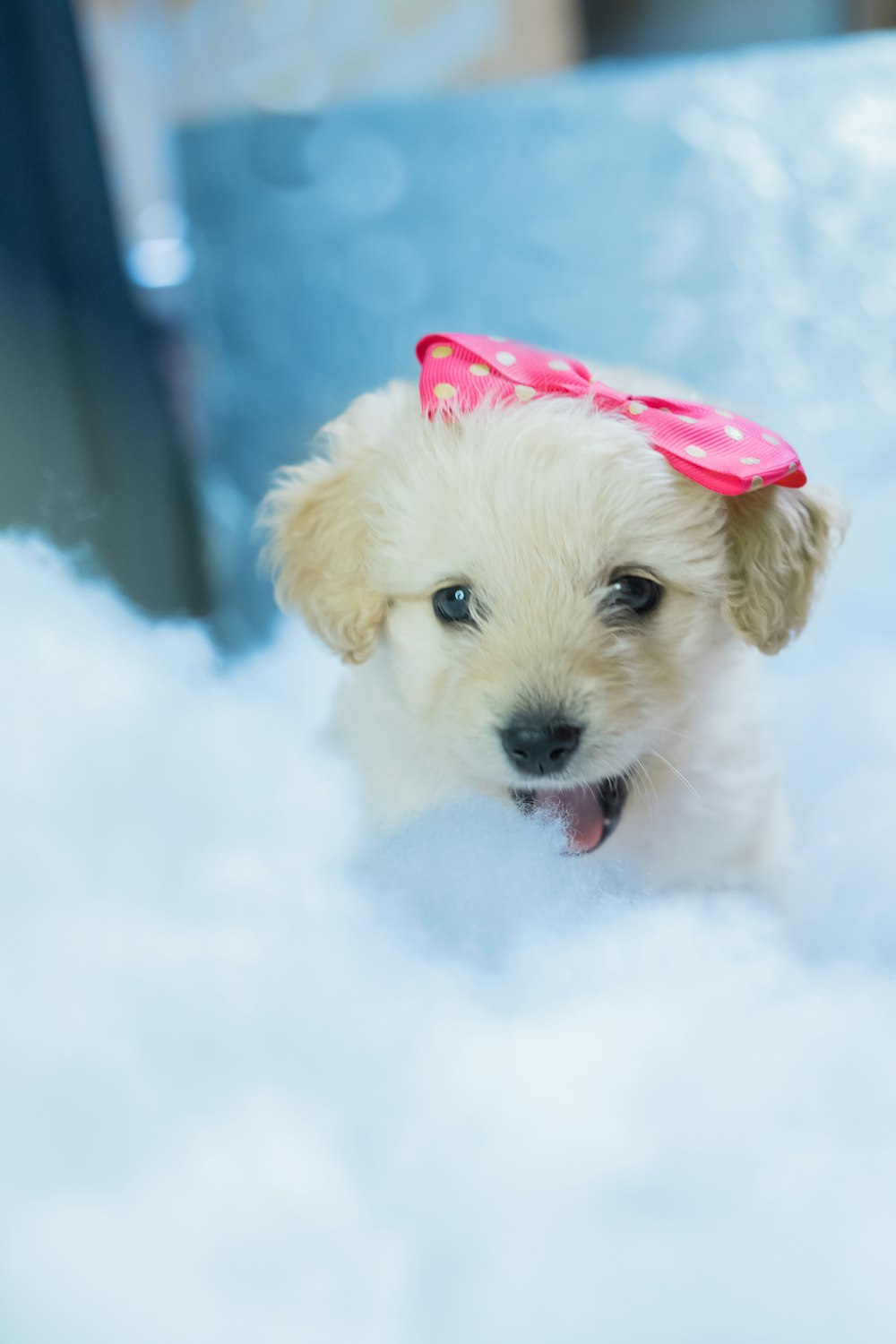 yellow labrador retriever puppy covered with snow