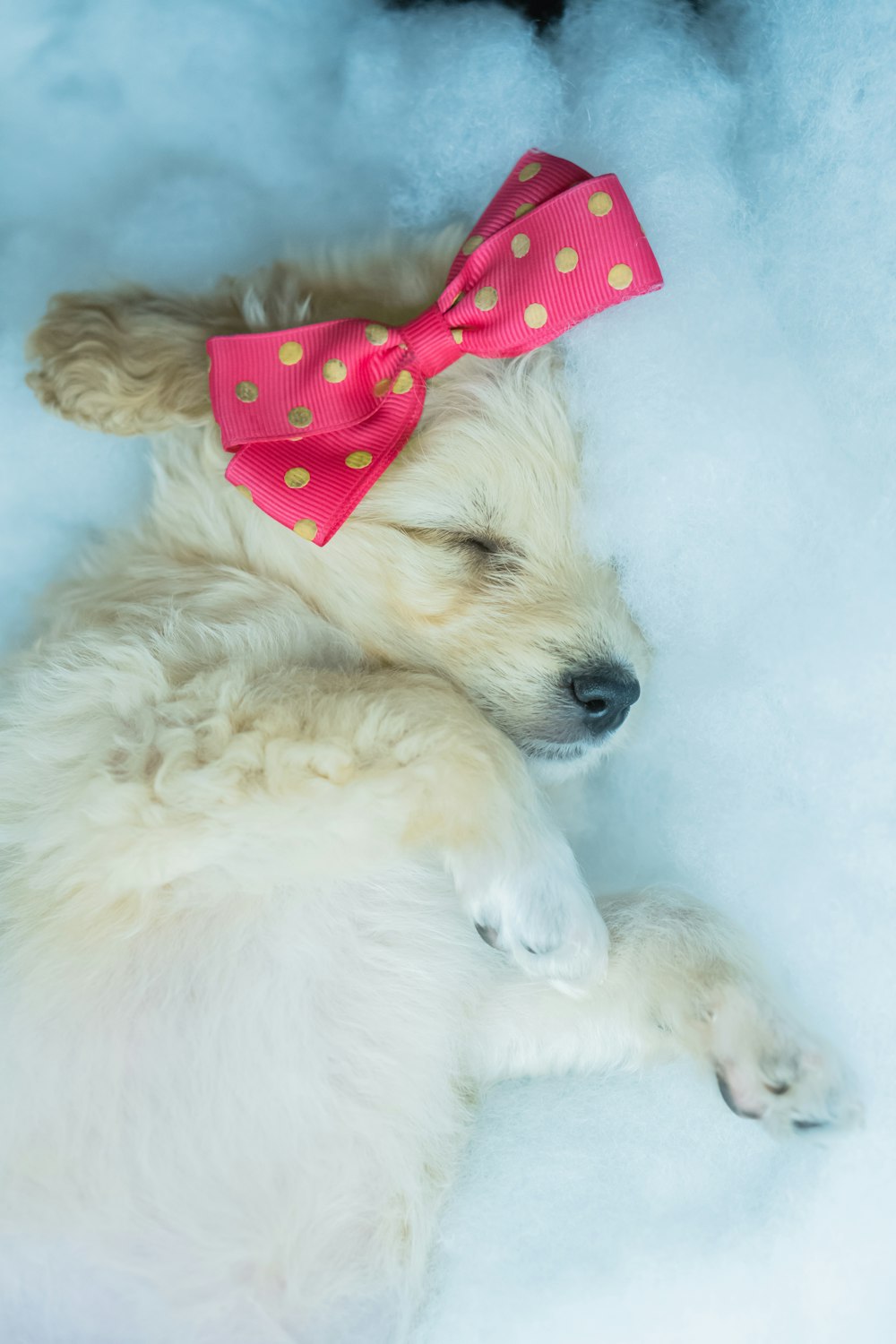 white long coated dog with red and white polka dot bowtie lying on white textile