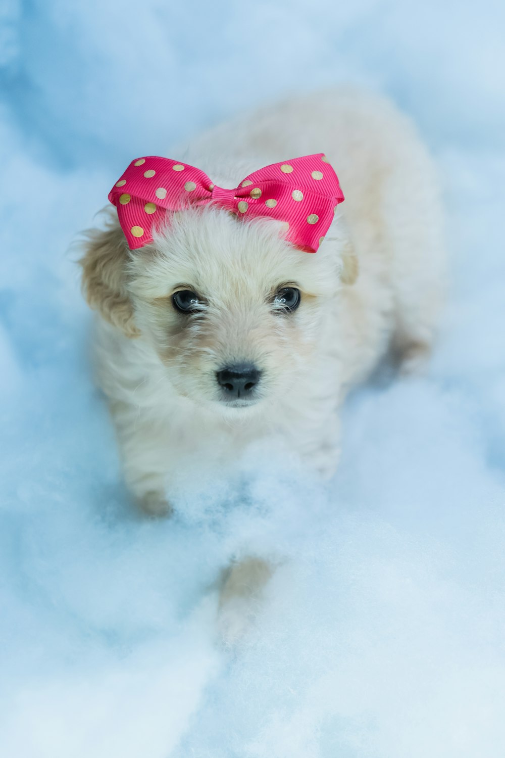 white long coated small dog with red and white polka dot bowtie