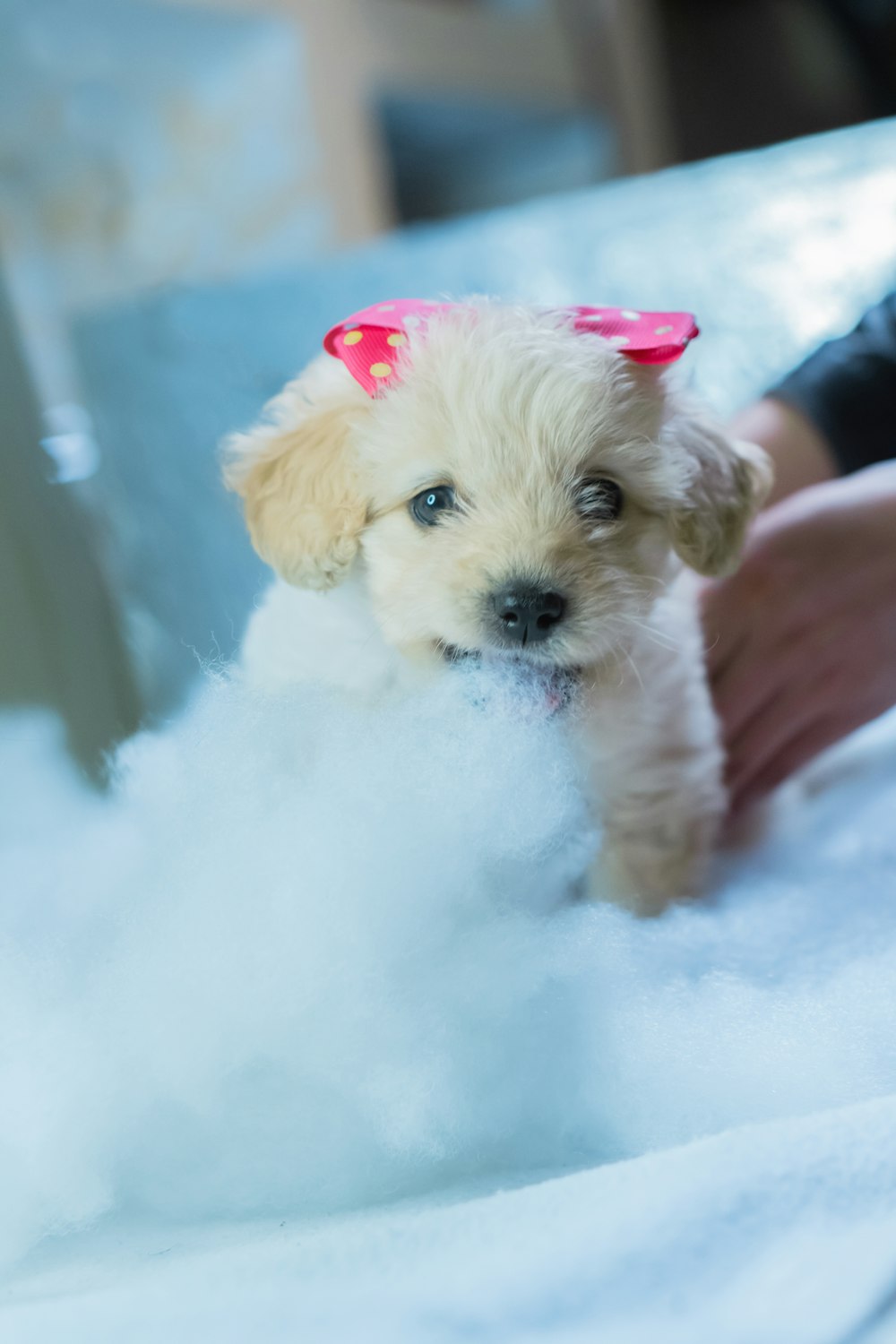 white long coated small dog on white snow