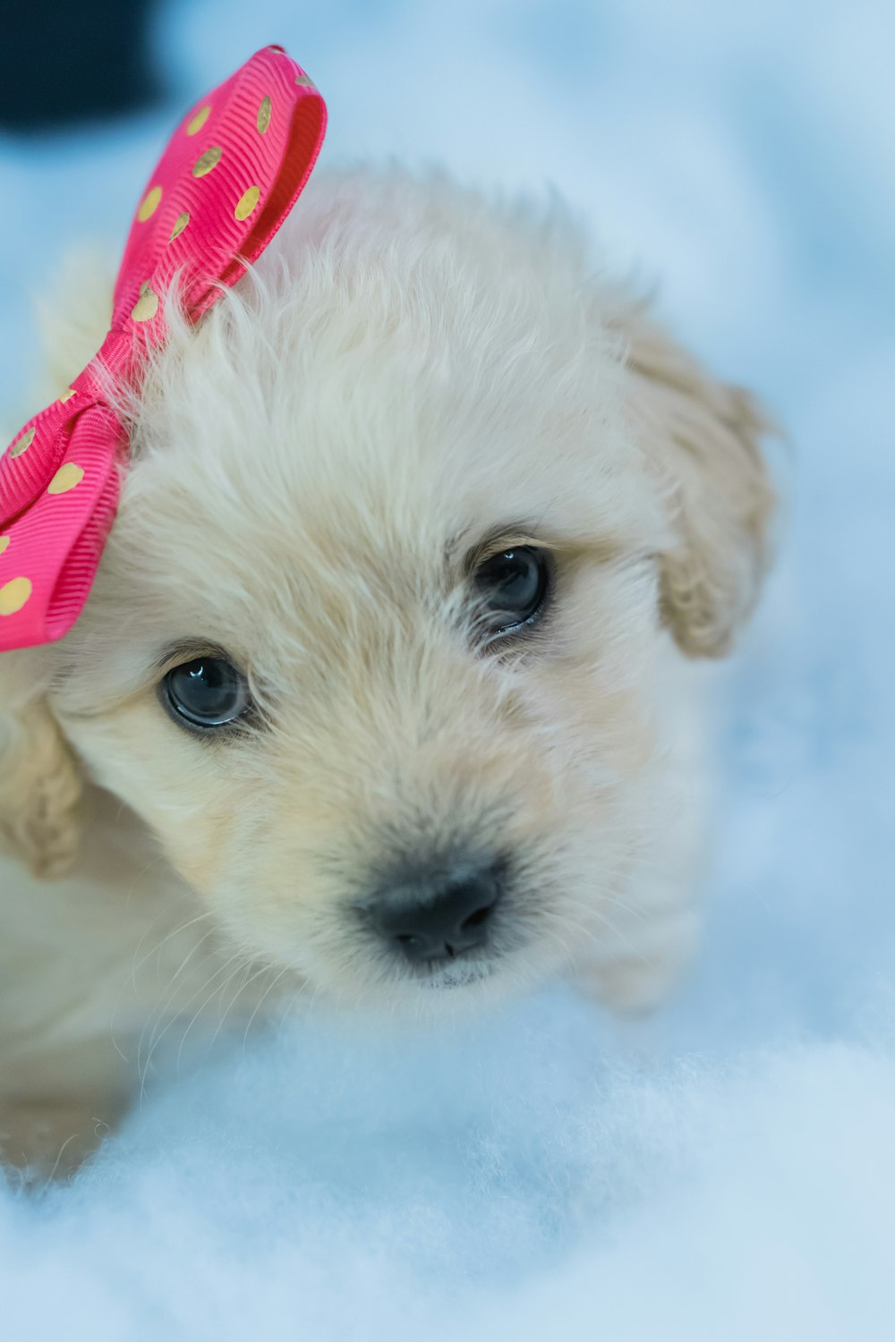 perro pequeño blanco de pelo largo