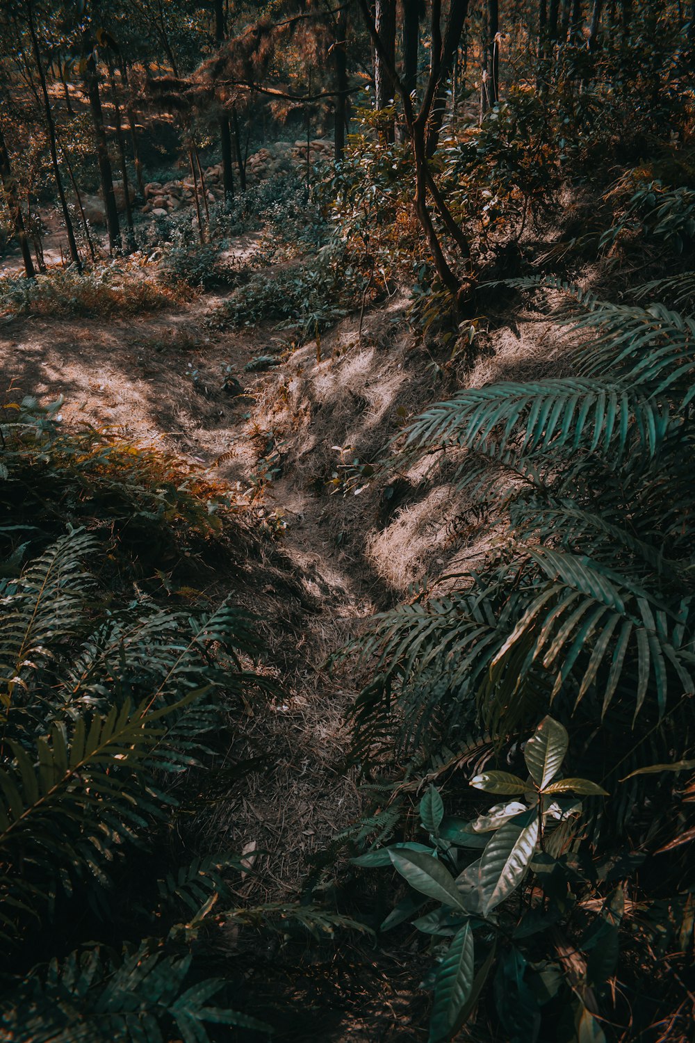 green and brown trees during daytime