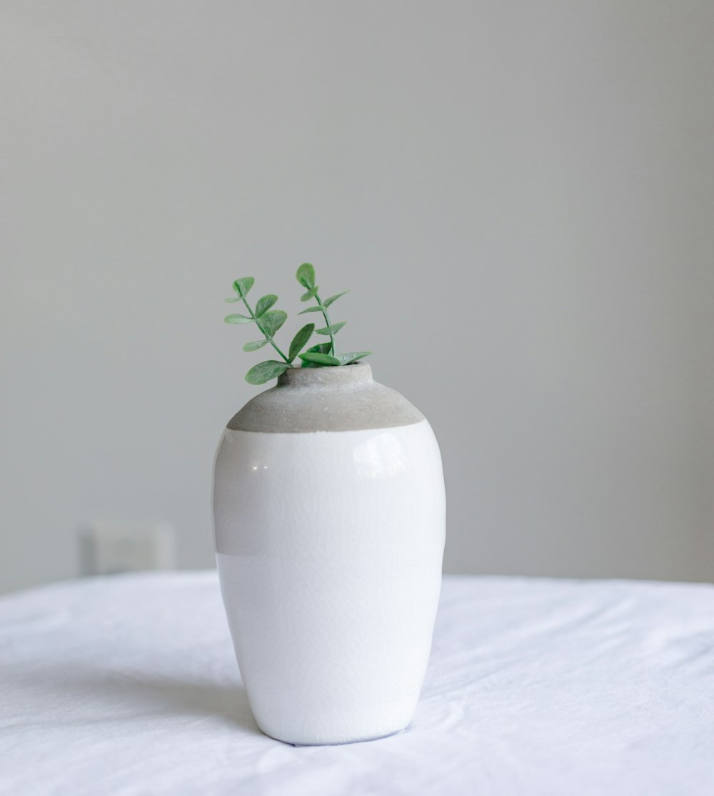 green plant in white ceramic vase