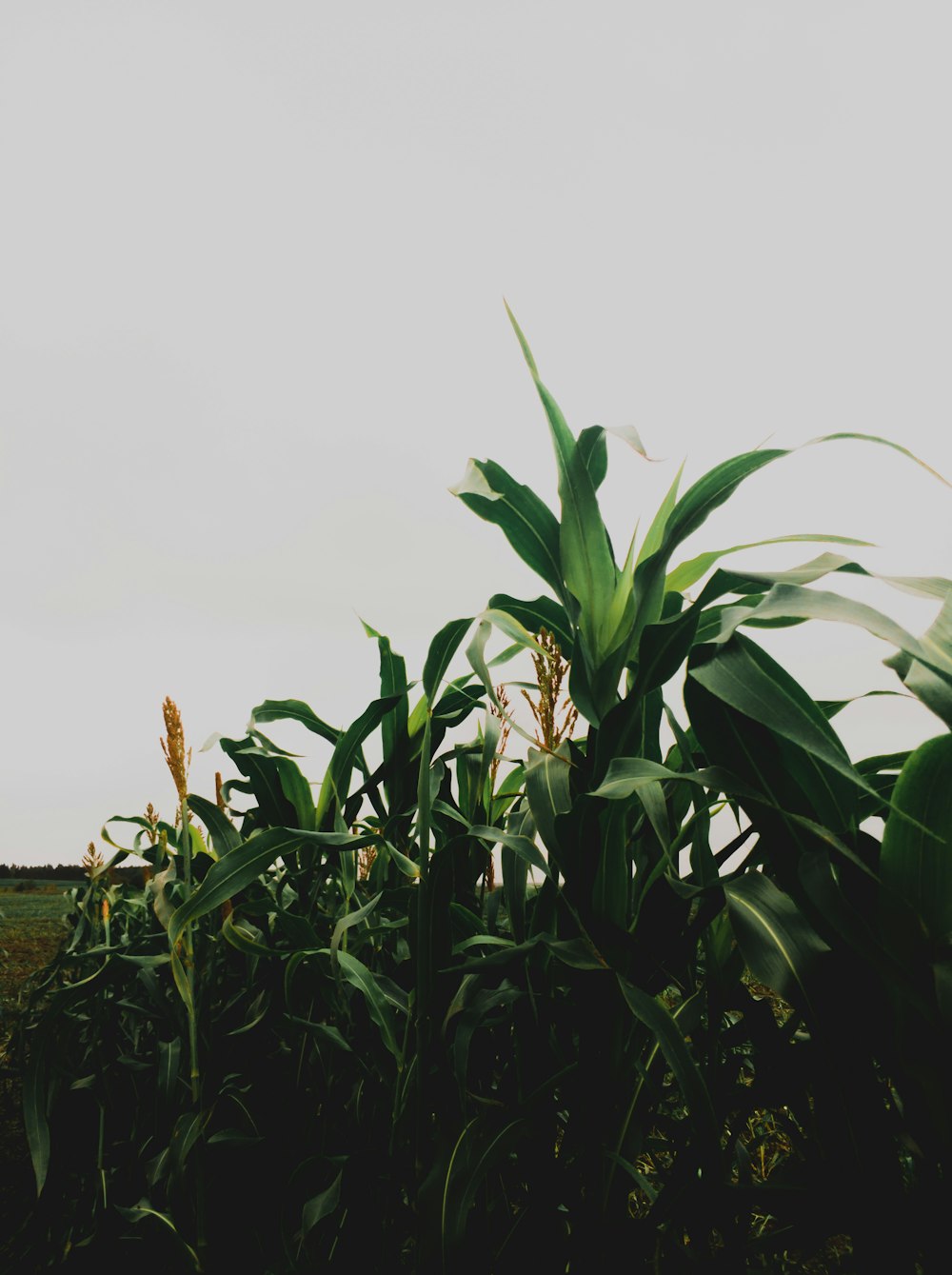 green corn field under white clouds during daytime