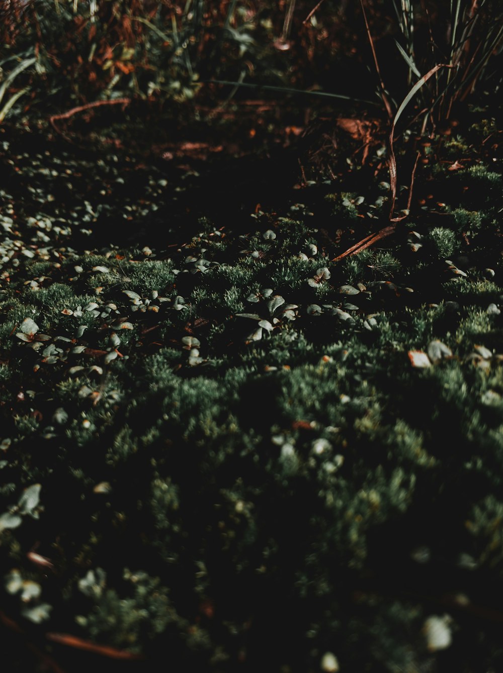 brown dried leaves on ground