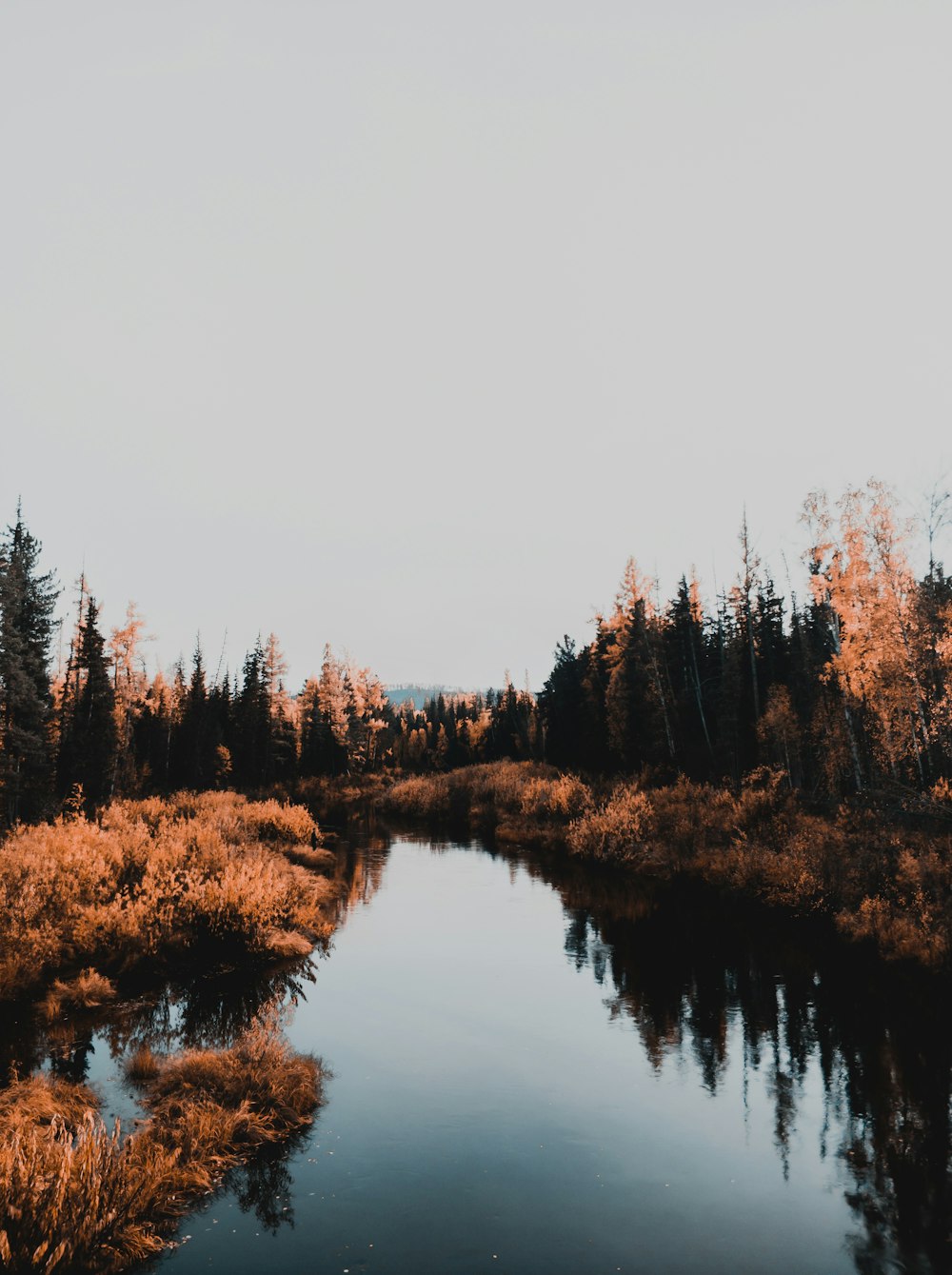 brown trees near body of water during daytime