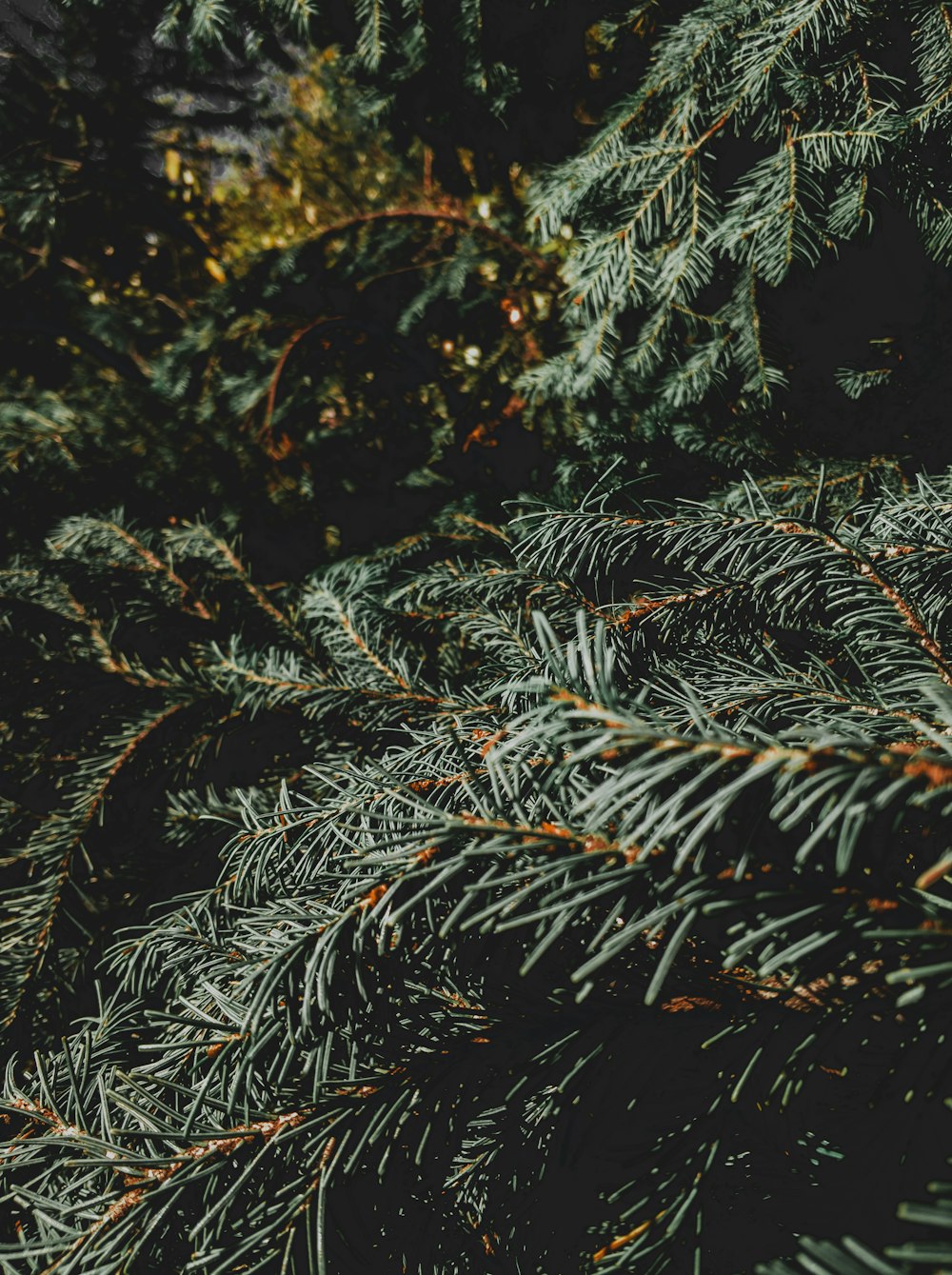 green and brown plant leaves