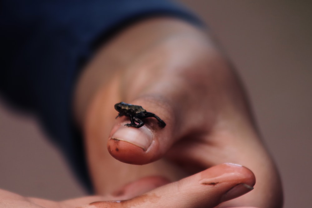 person holding black frog on hand