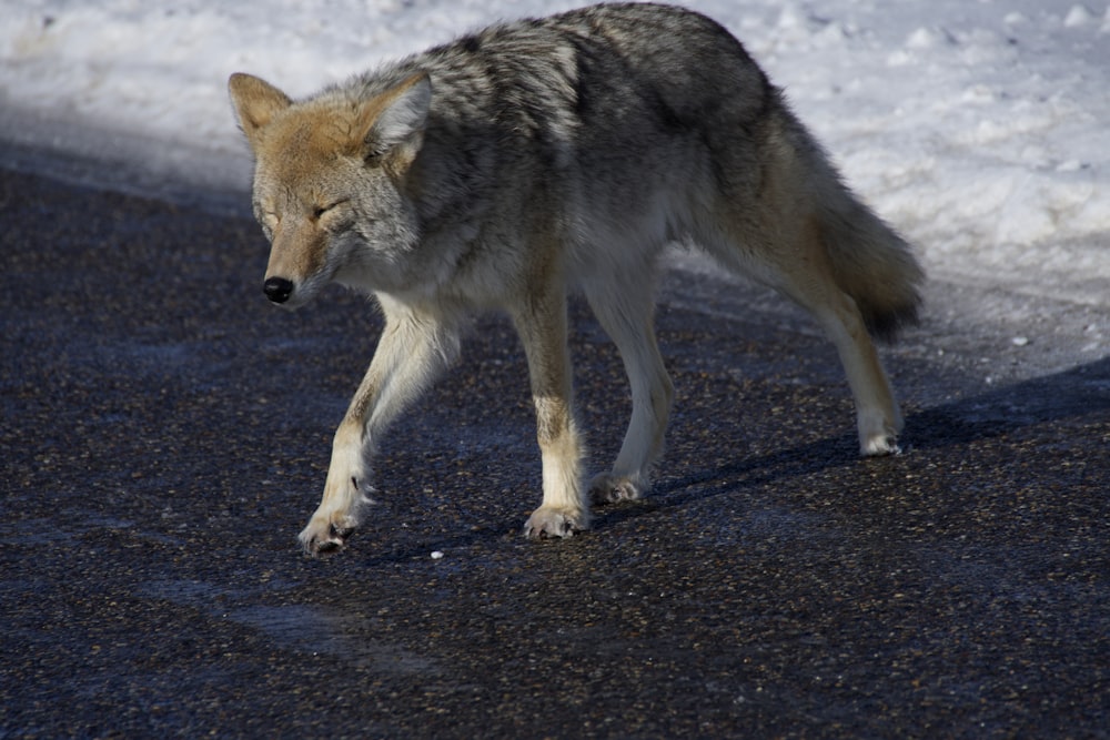 brown wolf walking on gray concrete road during daytime