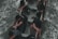 A group of people vigorously rowing a boat through rough waters, demonstrating teamwork and physical exertion.