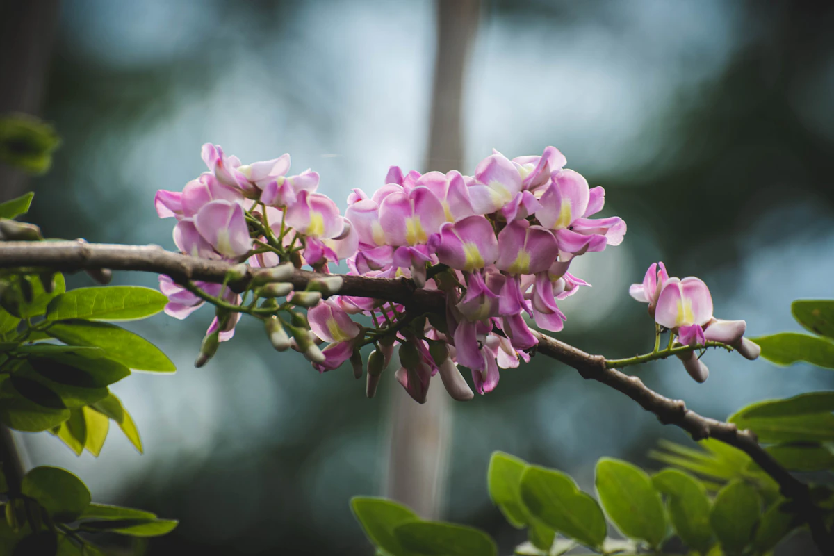Gliricidia Quick Stick Living Fence South India Agroforestry — PlantCare