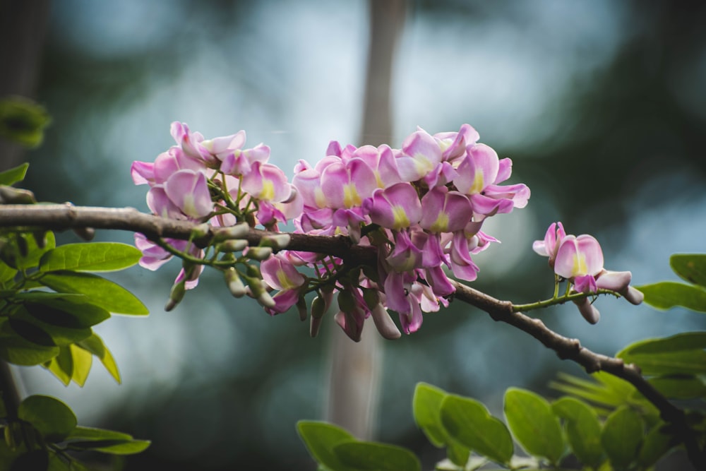 pink flower on brown tree branch