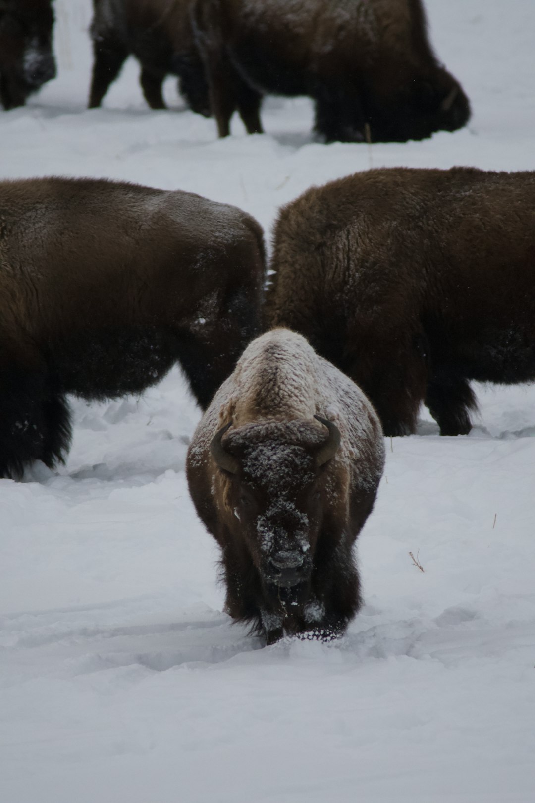 brown bison on white snow field during daytime