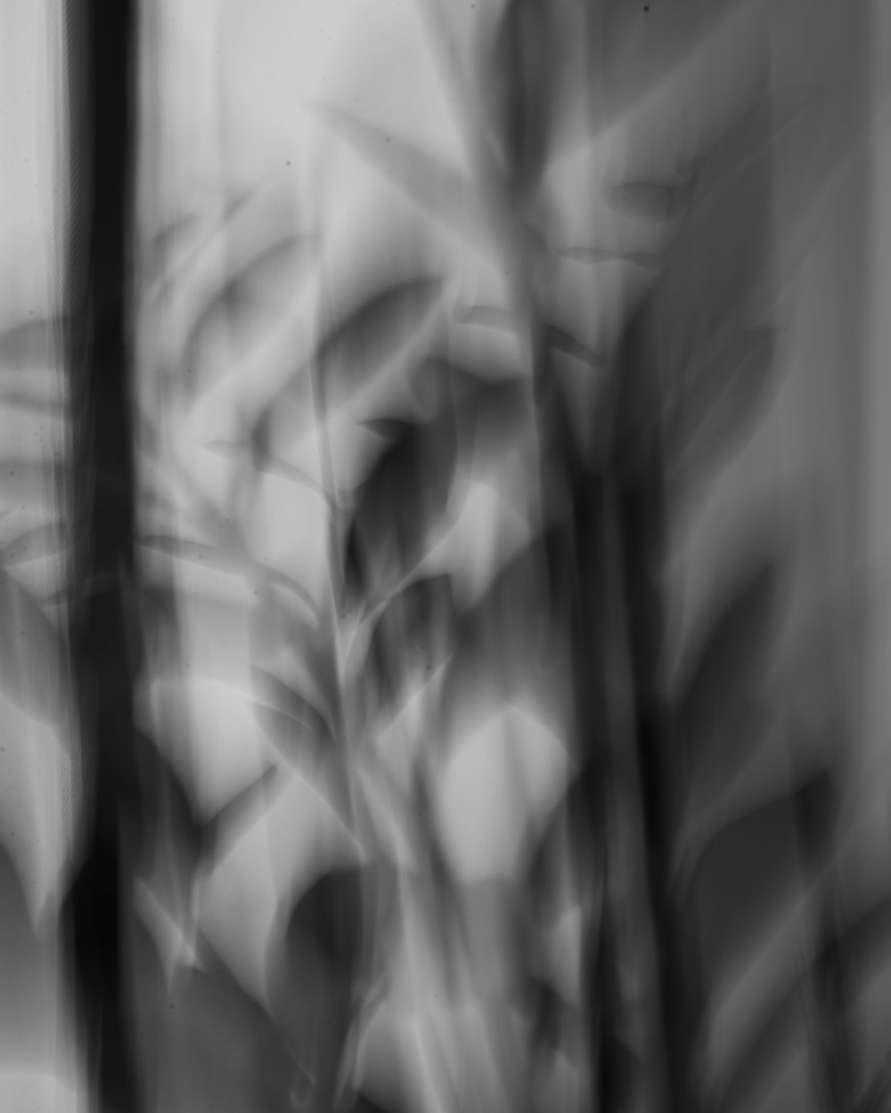 grayscale photo of a plant
