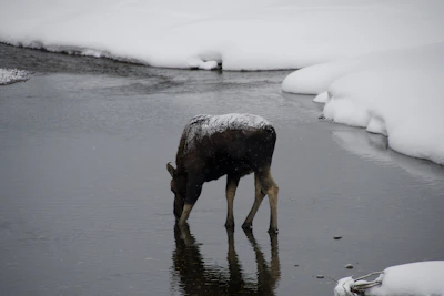 A mother moose and her calf wading through a calm river surrounded by autumn foliage.