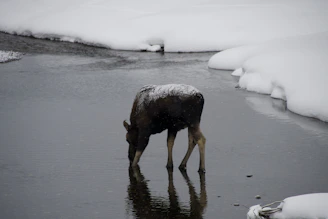 A mother moose and her calf wading through a calm river surrounded by autumn foliage.