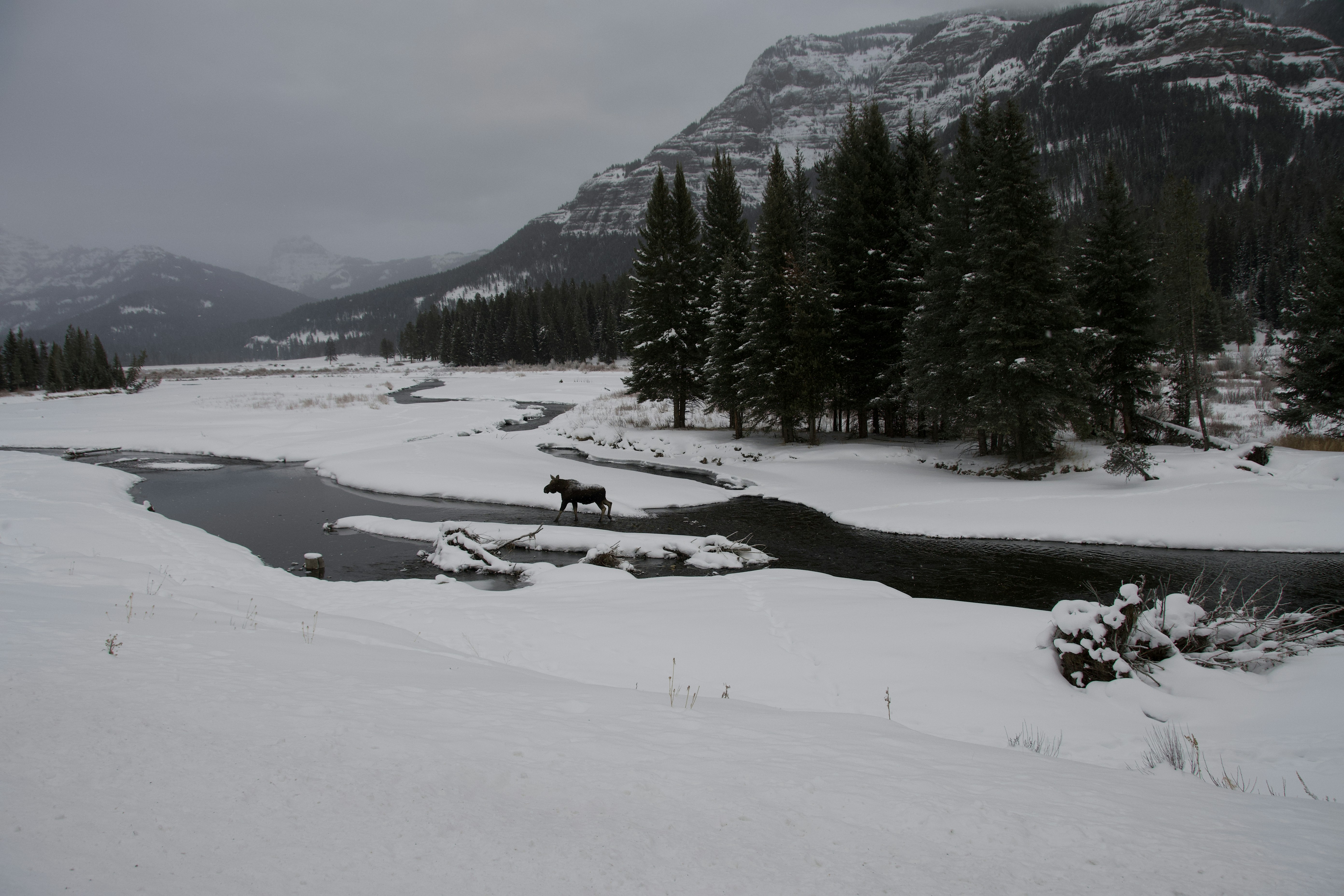 Moose wading through shallow river water surrounded by autumn willows in Yellowstone