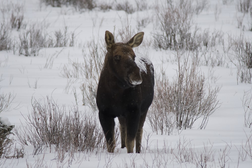 brown cow on snow covered field during daytime