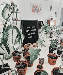 A collection of potted plants is arranged on a table with a black letter board in the center displaying the message 'You can never have too many plants.' The room has a bright and airy atmosphere with artwork on the walls and a shelf in the background. Various types of plants are placed in orange and black pots, and there are some household items like bottles near the plants.