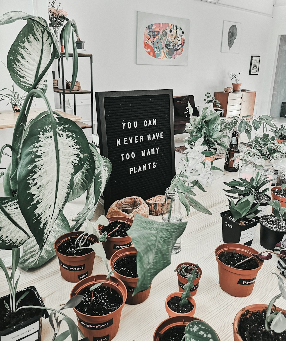 green plant on brown clay pot