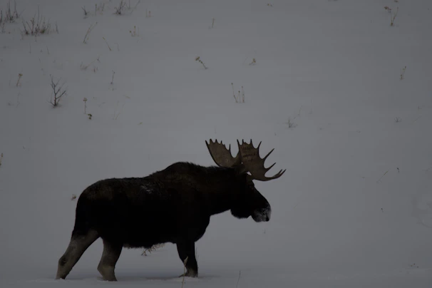 A curious moose peeking through snowy branches in a quiet winter landscape.